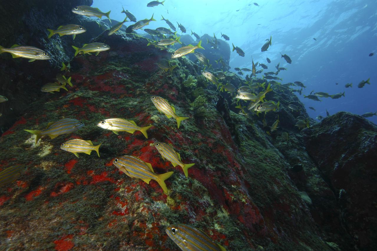 Pousada Boldro Home Fernando de Noronha Eksteriør bilde